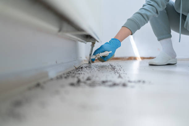 Best Rat Extermination Near Me  in Brewerton, NY